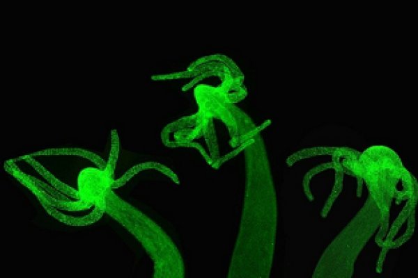 Kraken com зеркало